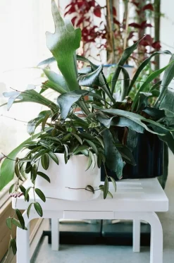 Artek Aalto bench 153A, white