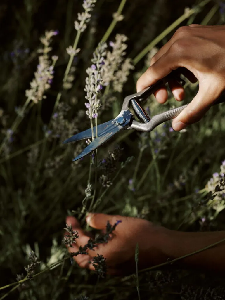 Audo Copenhagen Pallarès x Audo plant shears