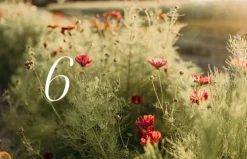 Cozy Publishing Where Flowers Bloom