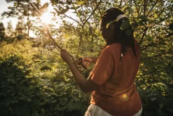 Fiskars X-Series bypass pruner L, P961