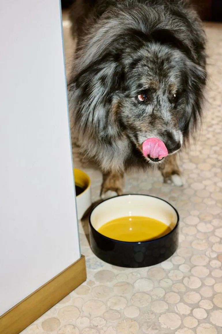 HAY HAY Dogs bowl, L, yellow - blue