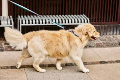 HAY HAY Dogs collar, flat, M-L, lavender - green