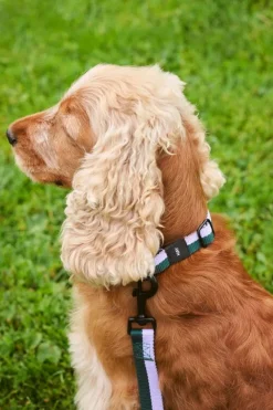 HAY HAY Dogs collar, flat, M-L, lavender - green