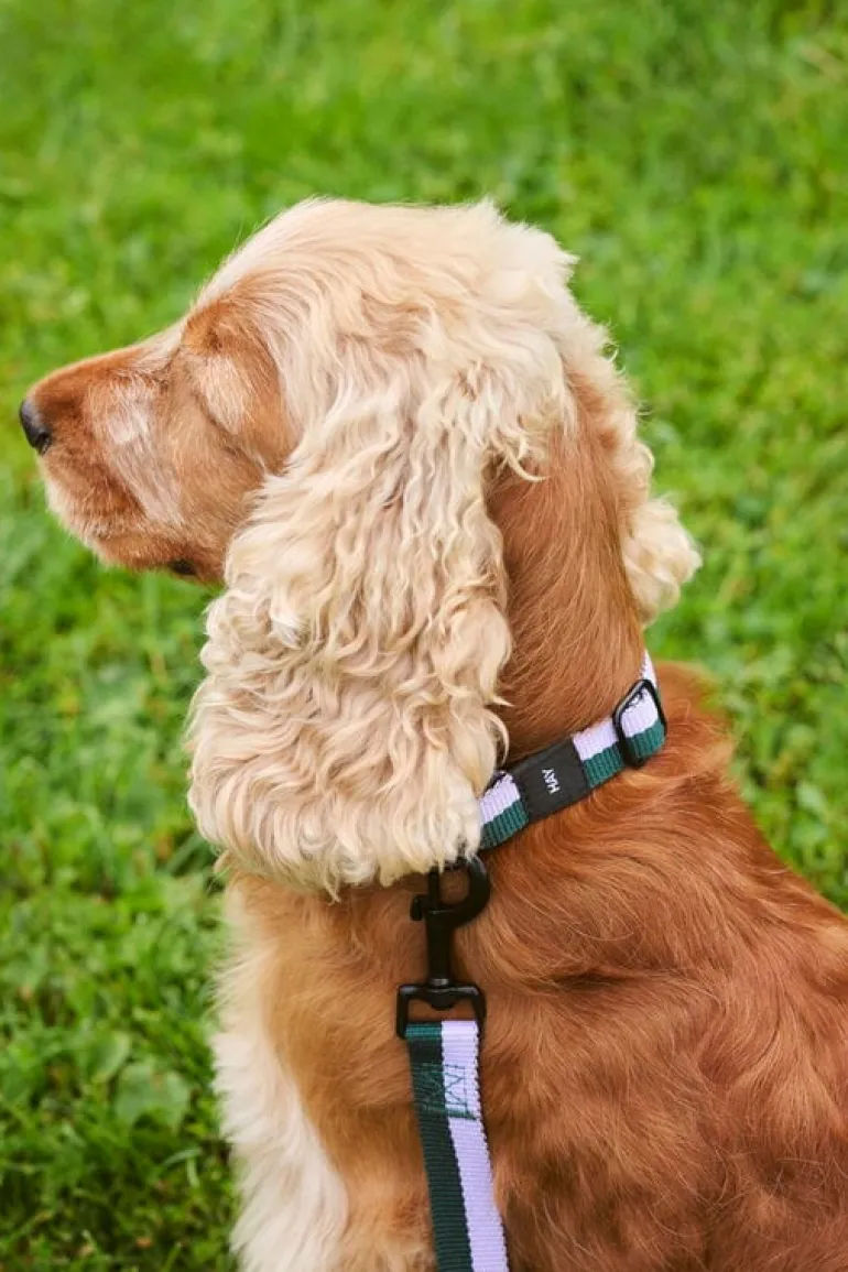 HAY HAY Dogs collar, flat, M-L, lavender - green