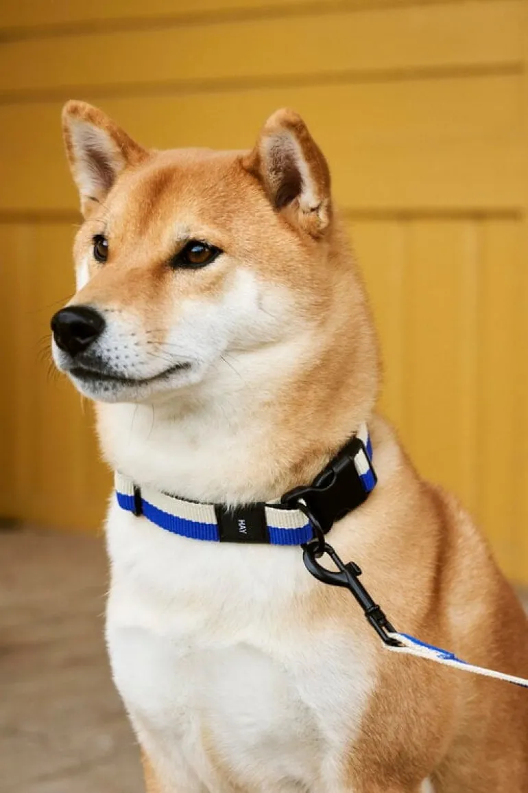 HAY HAY Dogs collar, flat, M-L, blue - off-white