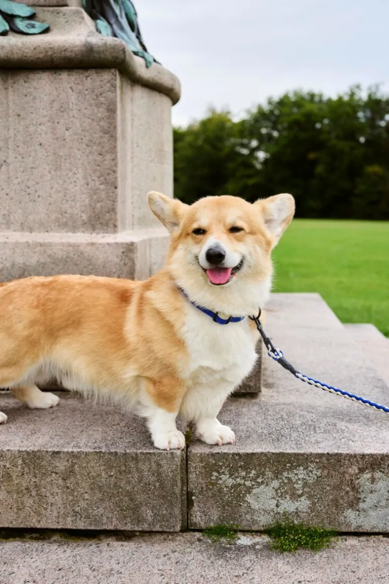 HAY HAY Dogs collar, flat, M-L, blue - off-white