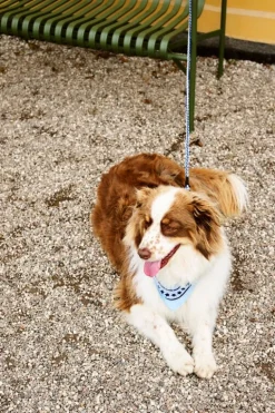 HAY HAY Dogs leash, braided, lavender - green