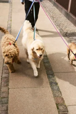 HAY HAY Dogs leash, braided, red - blue