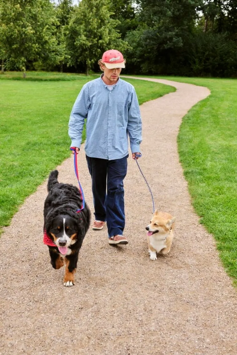 HAY HAY Dogs leash, flat, M-L, red - blue