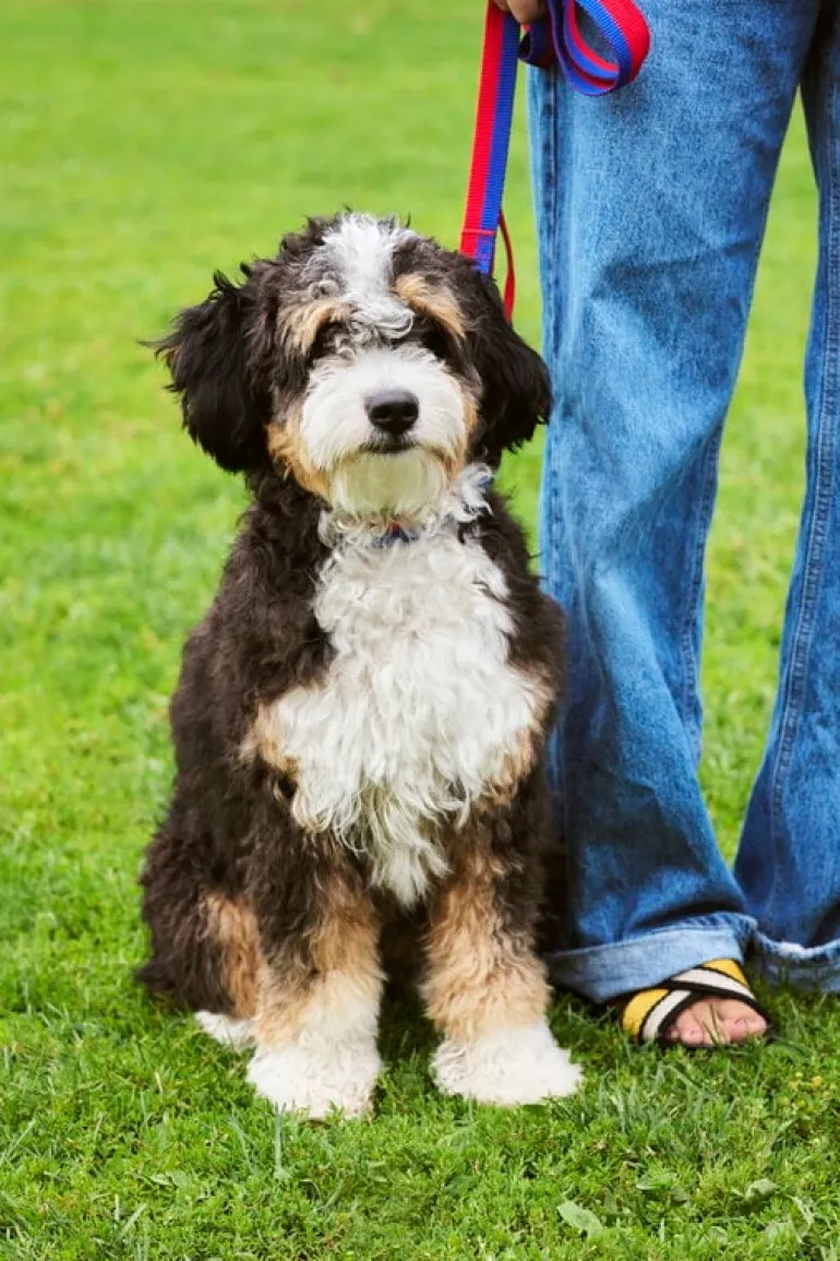 HAY HAY Dogs leash, flat, M-L, red - blue