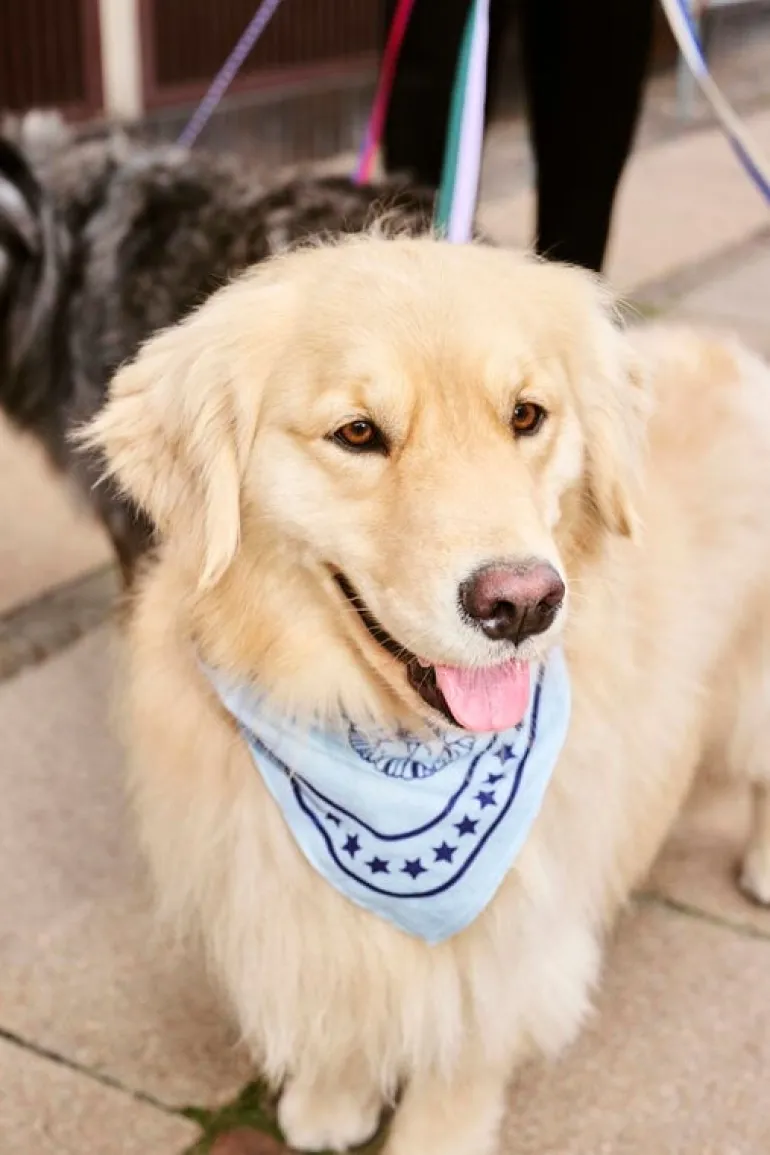 HAY HAY dogs leash, flat, M-L, lavender - green