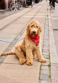 HAY HAY Dogs leash, flat, M-L, blue - off-white