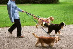 HAY HAY Dogs leash, flat, M-L, blue - off-white