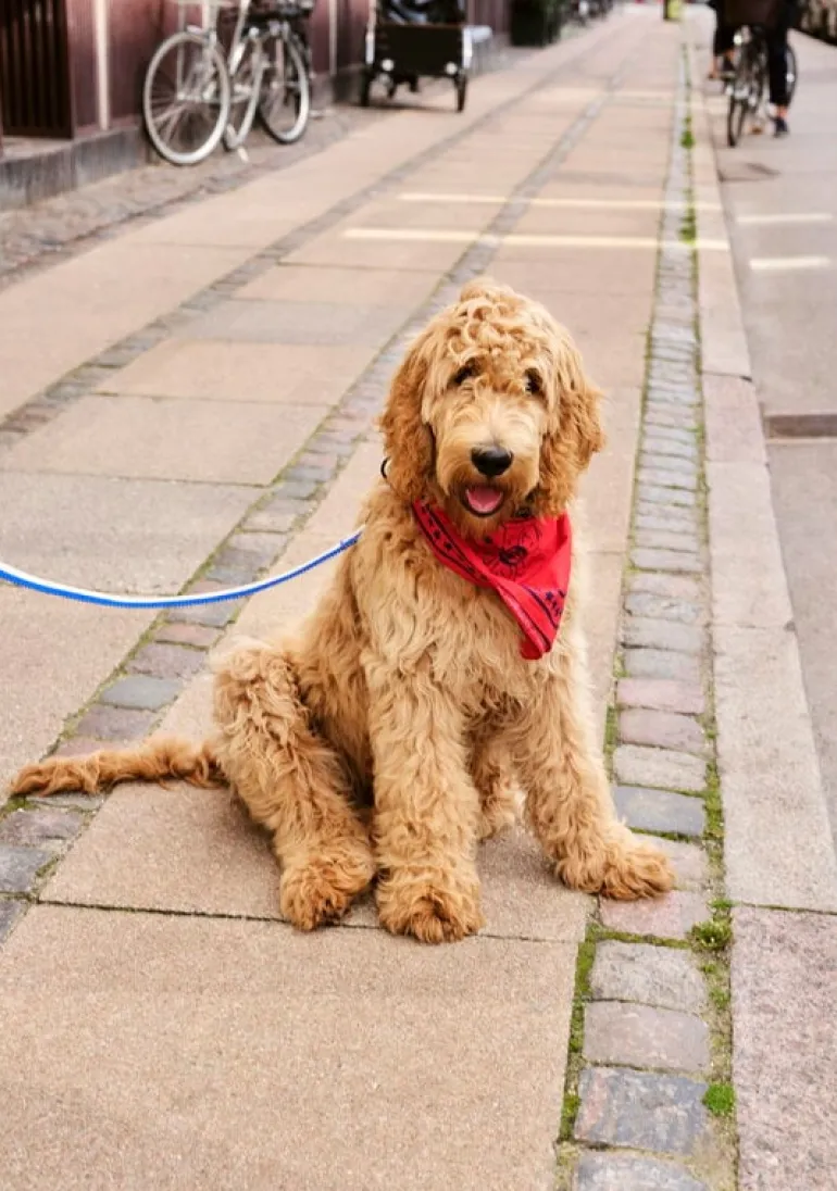HAY HAY Dogs scarf, 55 x 55 cm, red