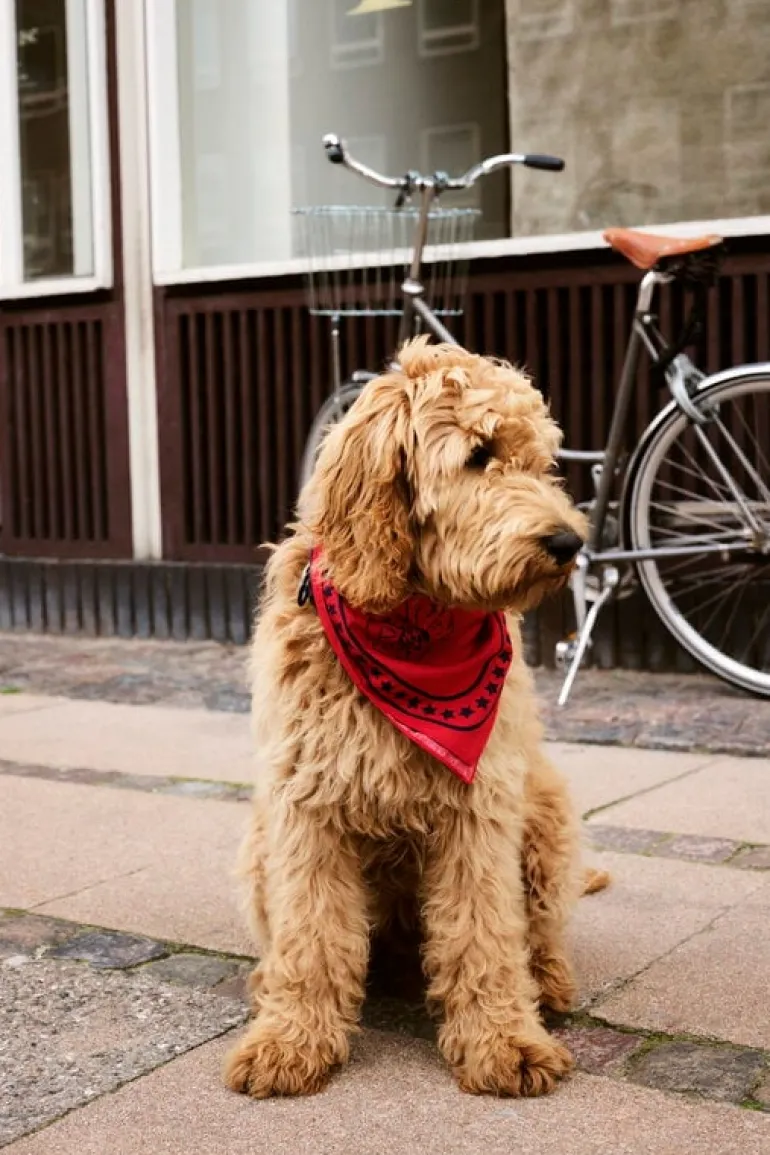 HAY HAY Dogs scarf, 55 x 55 cm, red
