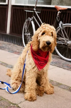 HAY HAY Dogs scarf, 55 x 55 cm, red