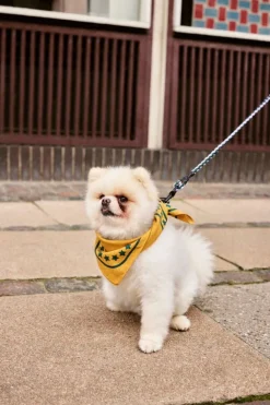 HAY HAY Dogs scarf, 55 x 55 cm, ochre