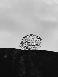 Iittala Ice platter art piece, 260 x 35 mm, clear