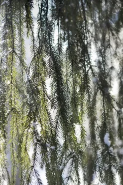 Kehrer Verlag Anni Hanén: Just Small Hiccups