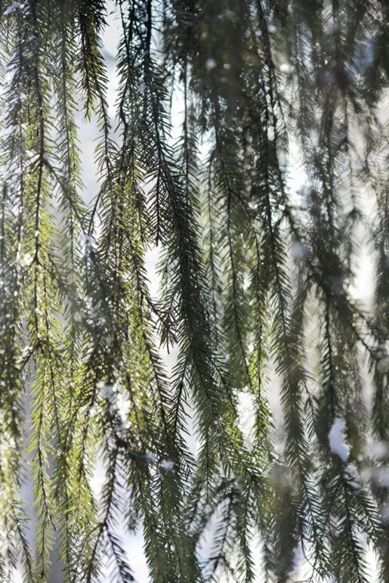 Kehrer Verlag Anni Hanén: Just Small Hiccups