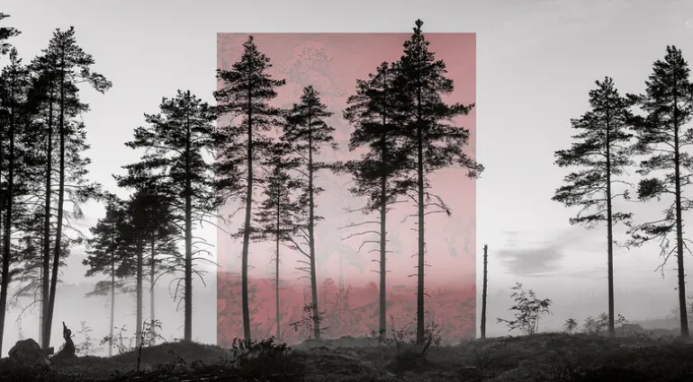 Kehrer Verlag Jaakko Kahilaniemi: 100 Hectares of Understanding