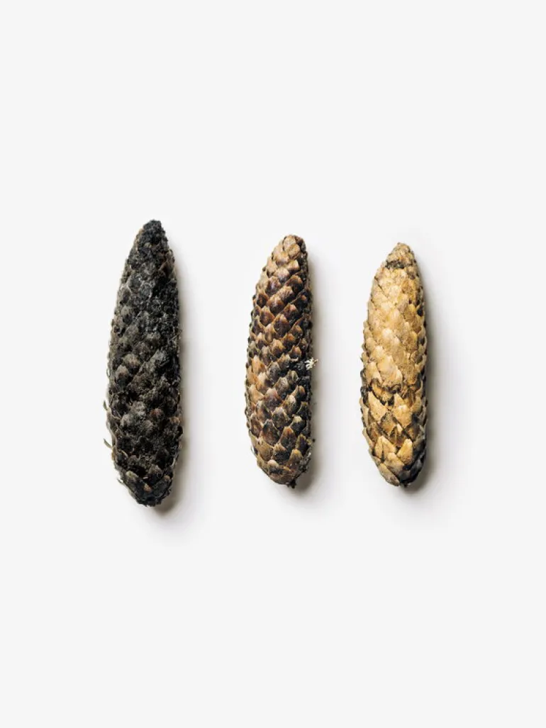 Kehrer Verlag Jaakko Kahilaniemi: 100 Hectares of Understanding