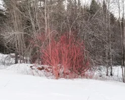 Kehrer Verlag Terje Abusdal: Slash and Burn