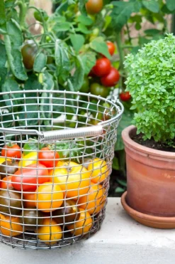 Korbo Bucket 16 wire basket, galvanized