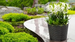 Korbo Classic 50 wire basket, galvanized