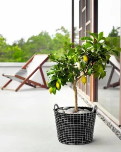 Korbo Classic 50 wire basket, acid proof stainless steel