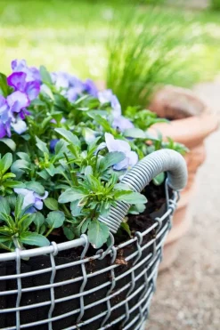 Korbo Classic 24 wire basket, galvanized