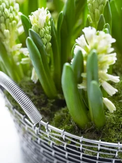 Korbo Classic 35 wire basket, galvanized