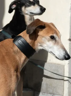 Masimalo Arch Wide collar, black