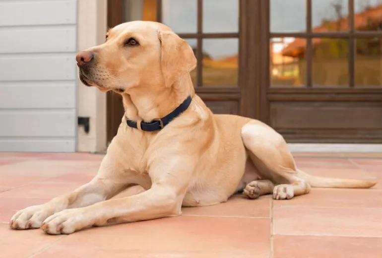 Masimalo Colour Block collar, navy - grandala blue