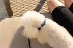 Masimalo Colour Block collar, navy - grandala blue