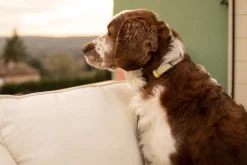 Masimalo Colour Block collar, light sage - khaki