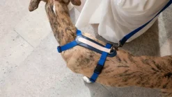 Masimalo Colour Block leash, navy - grandala blue