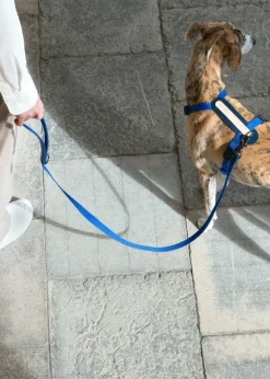 Masimalo Colour Block leash, navy - grandala blue