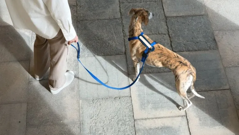 Masimalo Colour Block leash, navy - grandala blue