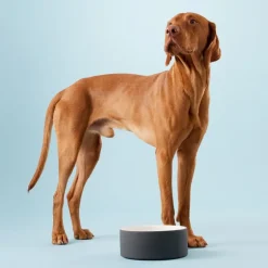 PAIKKA Cool bowl L, black