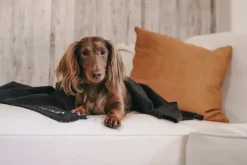 PAIKKA Recovery blanket, grey