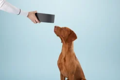 PAIKKA Slow Feed bowl L, black