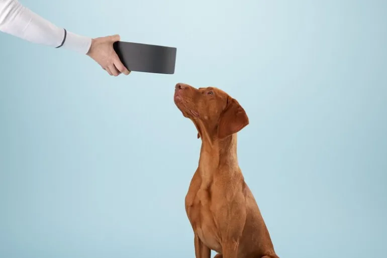 PAIKKA Slow Feed bowl L, black