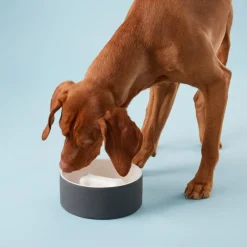 PAIKKA Slow Feed bowl L, black