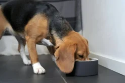 PAIKKA Slow Feed bowl M, black