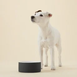 PAIKKA Slow Feed bowl M, black