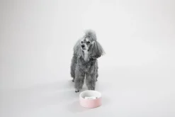 PAIKKA Slow Feed bowl M, pink