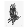 Teemu Järvi Illustrations Eagle poster, 50 x 70 cm