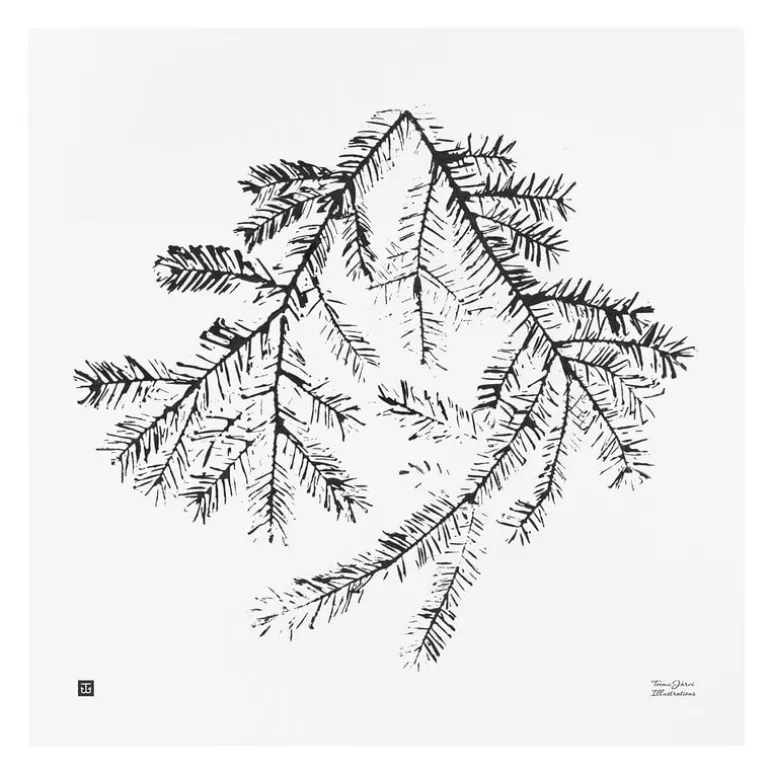 Teemu Järvi Illustrations Spruce Branch poster, 50 x 50 cm