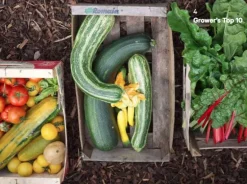 The Do Book Co Do Grow - Start with 10 simple vegetables